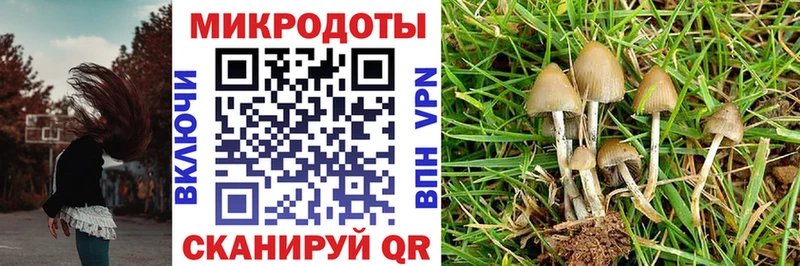 Псилоцибиновые грибы Psilocybe  блэк спрут как войти  нарко площадка телеграм  Южно-Сухокумск 